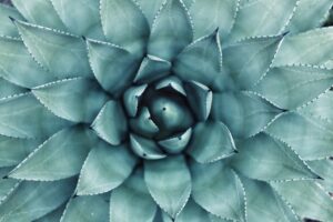 Nature and Its Healing Power